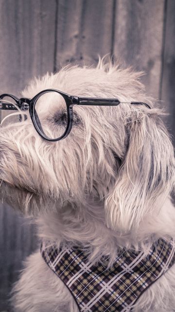 Dog, Funny, Glasses, Wooden background, Cute dog, 5K