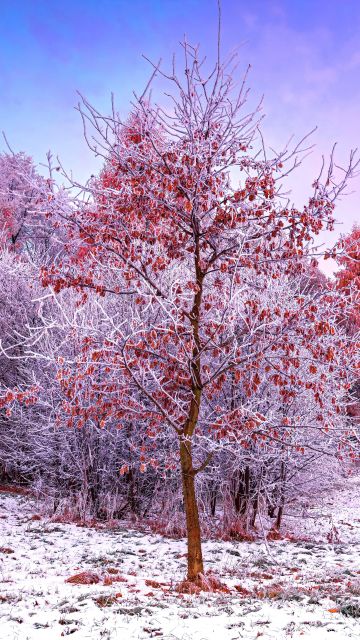 Winter, Trees, 5K, Snow covered, Aesthetic, Poland, Frosted trees