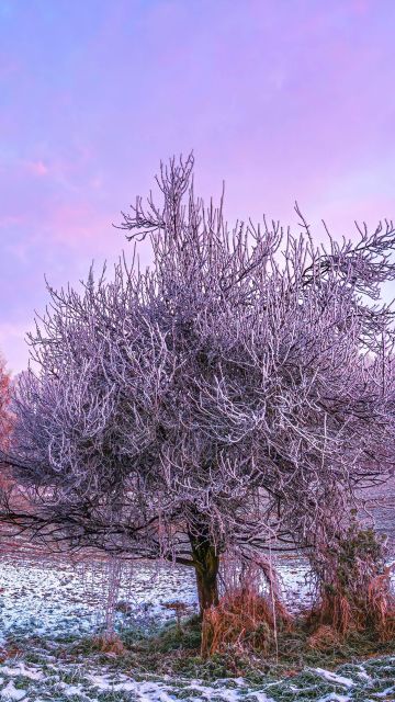 Winter forest, Morning, 5K, 8K, Trees, Snow covered