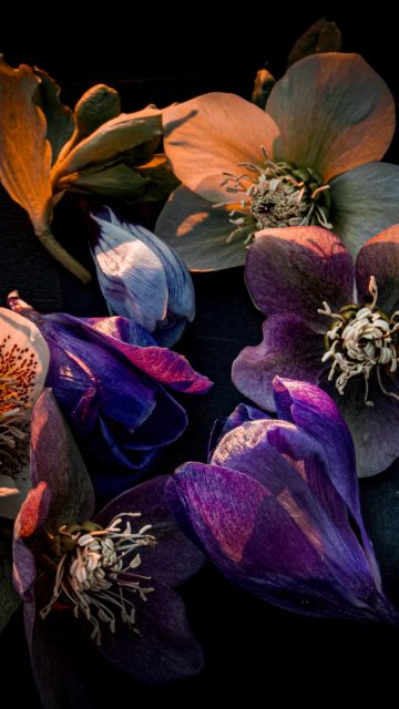 Hellebore flowers, Dark aesthetic, Bloom, AMOLED, Black background, 5K, Colorful flowers