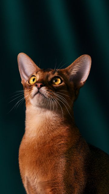 OxygenOS 15 Stock Wallpaper