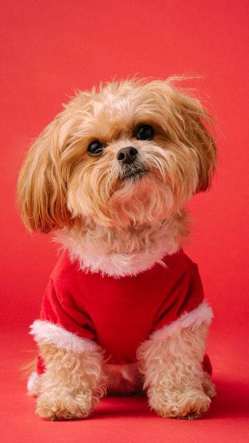 Shih Tzu, Cute dog, Red aesthetic, Red background, 5K, Breed Dog