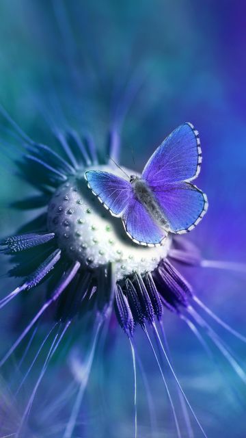 Butterfly, Lycaenidae, Blue, Closeup, Purple
