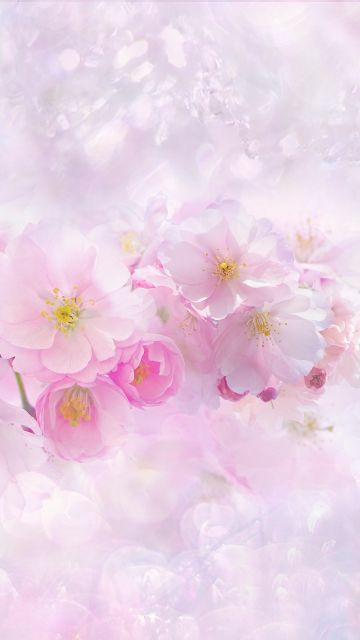 Cherry blossom, Light pink background, Pink flowers, Cherry tree, Pink background, Girly backgrounds, Spring