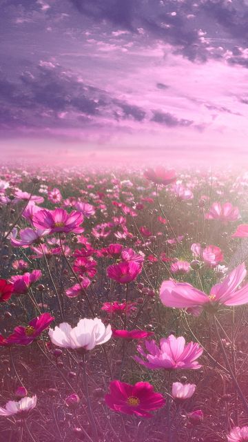 Pink flower, Cosmos, Sunrise, Garden, Sky view, Clouds