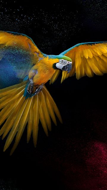 Macaw, Wings, Feathers, Colorful, Splash, Black background, Yellow bird