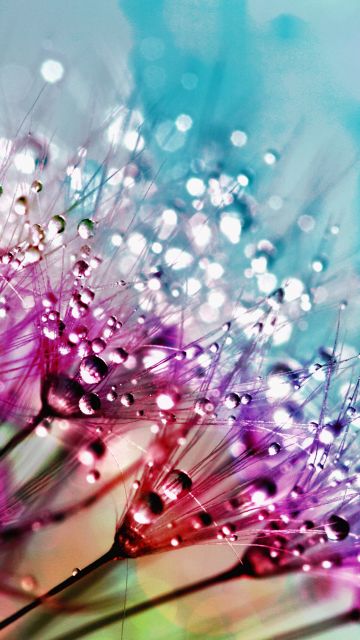 Dandelion flowers, Multicolor, Colorful, Water drops, Aesthetic, 5K