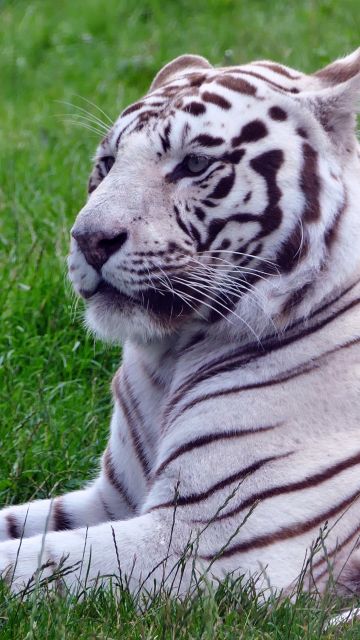 White tiger, Green Grass, Wild animals, Big cat, 5K