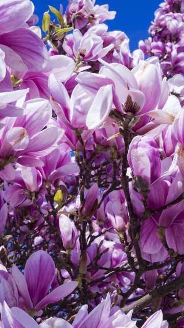 Magnolia flowers, 5K, Blossom, Pink, Beautiful flowers, Spring