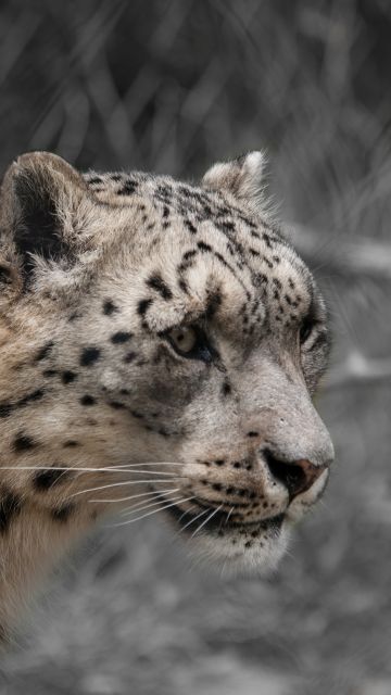 Snow leopard, White, Wildlife, Mammal, Zoo, Big cat