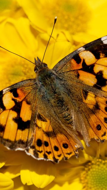 Painted Lady, Yellow flowers, Butterfly, Insects, Closeup