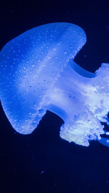 Glowing, Jellyfish, Underwater, Blue background, Glowing, 5K