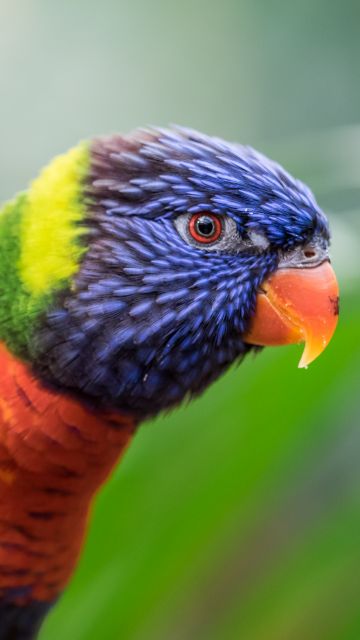 Rainbow Lorikeet, Colorful, Closeup, Bokeh, Bird, Green background