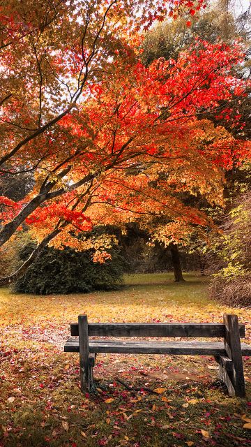 Maple trees, Autumn leaves, Wooden bench, Beautiful, Scenery, 5K