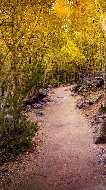 Aspen trees, Pathway, Forest, Rocks, Trails, Beautiful, 5K