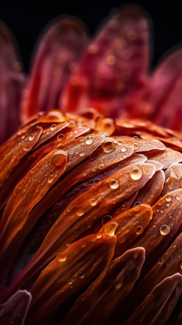 Protea flower, Macro, Orange aesthetic, Water droplets, Petals, Texture, Floral, Vibrant, Dew Drops, Artistic, Bloom, Focus, 5K, Closeup Photography