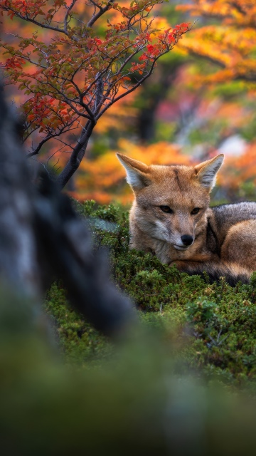 Patagonian fox, Wildlife, Autumn Forest, Argentina, Foliage, Golden hour, Serene, Autumn leaves, Mystical, Woods, Tranquility, 5K