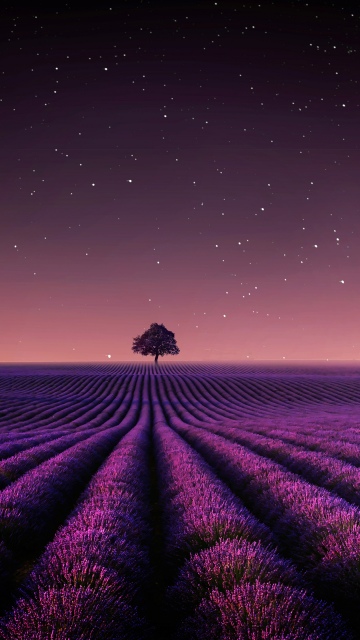 Lavender fields, Night sky, Starry sky, Crescent Moon, Purple aesthetic, Scenery, Lone tree, Serene, Horizon, 5K