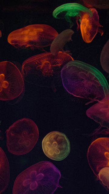 Jellyfishes, Multicolor, Black background, Underwater, Colorful, Sea Life Aquarium, Purple, Colorful, Bioluminescence