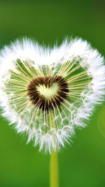 Heart shape, Dandelion flower, Green background, Sunflare, Spring flowers, 5K