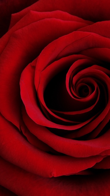 Red Rose, Closeup, 5K, Spiral, Macro, Floral