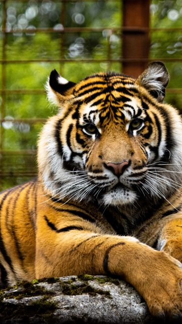 Tiger, Big cat, Wildlife, Closeup, Green, Predator, 5K