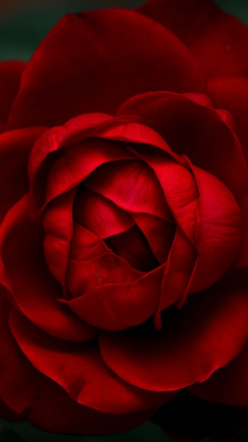 Velvet Rose, 8K, Rose Petals, Red Roses, 5K, Closeup Photography