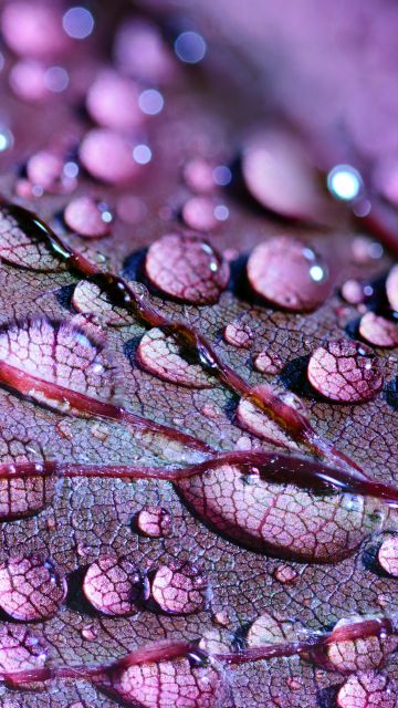 Purple leaf, Dew Drops, Macro, Droplets, 5K