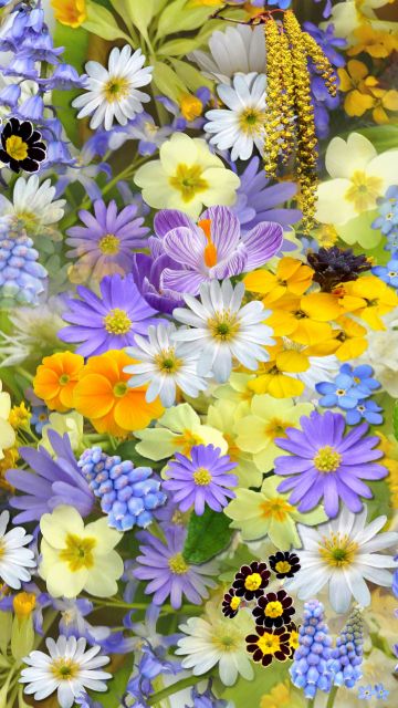 Colorful flowers, Vivid, Yellow flowers, Blossom, Bloom