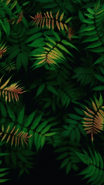 Green leaves, Foliage, Dark green, Tropical, Lush green field, Patterns, 5K, 8K