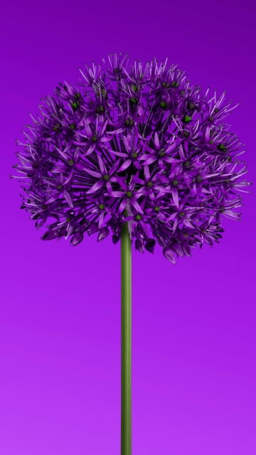 Allium flower, Purple aesthetic, Minimalist, Purple Flowers, 5K, 8K, Purple gradient