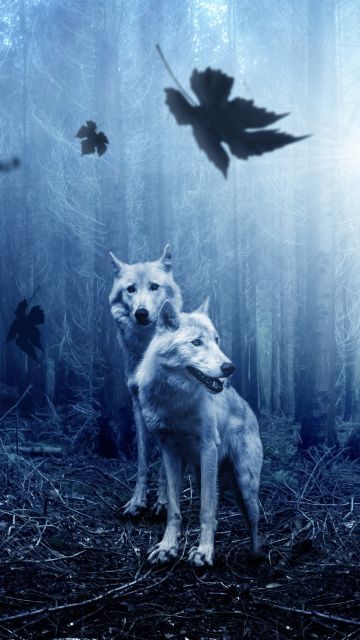 Wolf, Forest, Dark background, Predator, Wild animals, Tree Trunks, Sun light