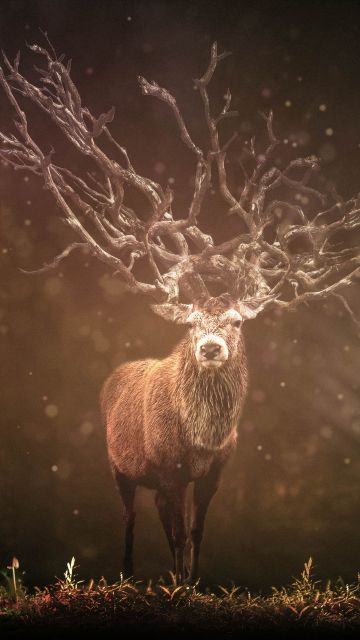 Hirsch, Deer, Forest, Sun rays, Dark background, Wildlife, Rock, 5K, 8K, Brown aesthetic
