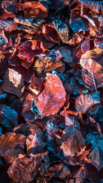 Autumn leaves, Purple, Snow, Frost, Winter, Daytime, Fallen Leaves, Foliage, 5K