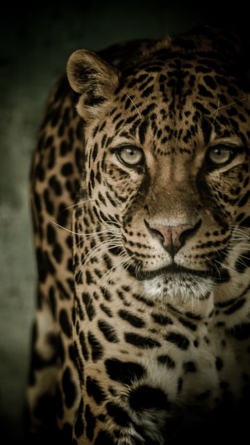 Leopard, Wild animal, Dark background