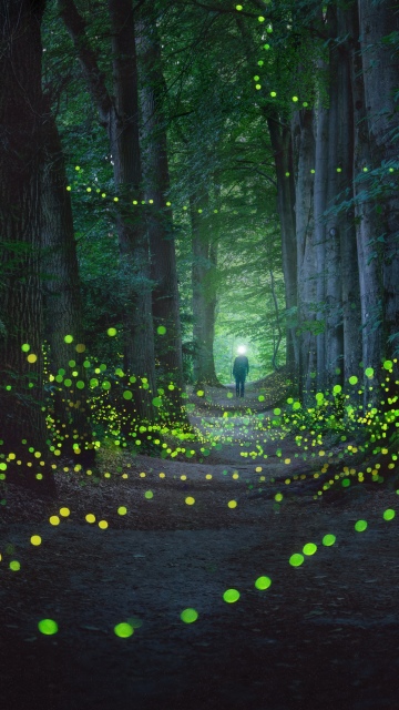 Mystical Forest, Fireflies, Night photography, Glowing, Light, Netherlands