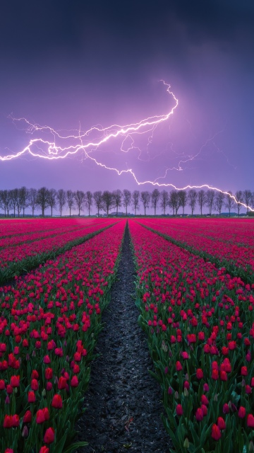 Red Tulips, Lightning Strike, Thunderstorm, Tulip Field, Night, Countryside, Aesthetic