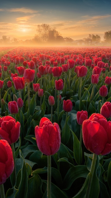 Tulip Field, Sunrise, Red Tulips, Tulip flowers, Spring flowers, Netherlands, Landscape