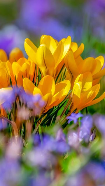 Saffron Flowers, Yellow flowers, Crocus flower, Bokeh, Colorful, 5K