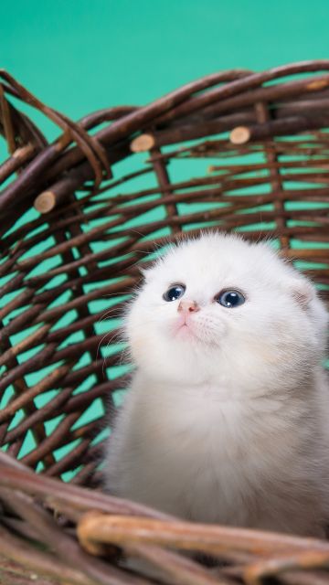 White cat, Kitty, Basket, Puppy, Blue background, Pet, Cute Kitten, 5K