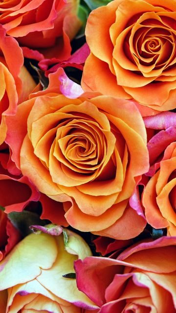 Rose flowers, Orange flowers, Bloom, Garden, Colorful, Floral, Closeup, 5K