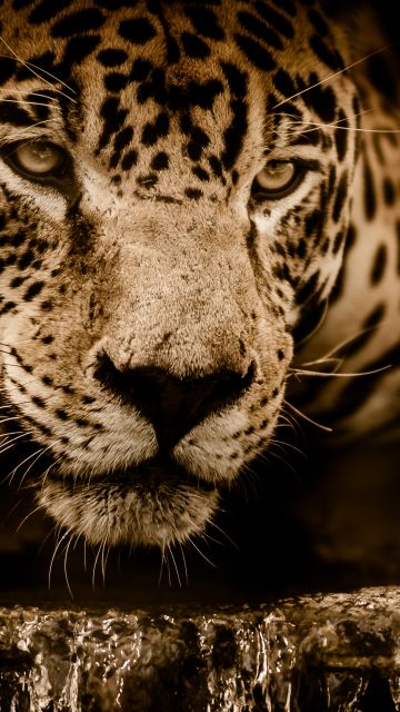Jaguar, Wildcat, Black background, Wild animal, Carnivore, 5K