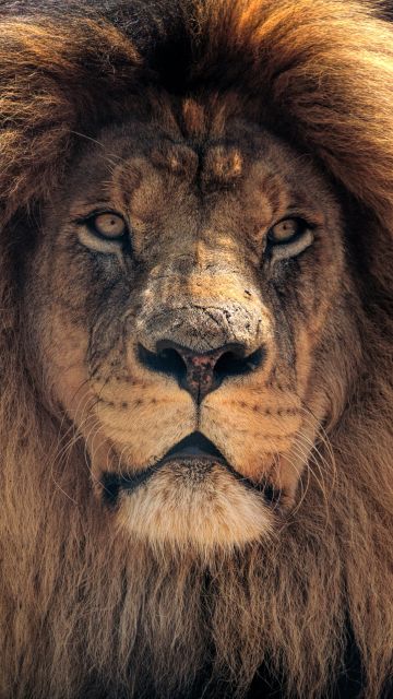 African Lion, Wild animal, Brown Lion, Closeup