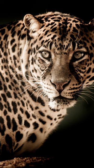 Leopard, Wildcat, Wildlife, Black background, Closeup