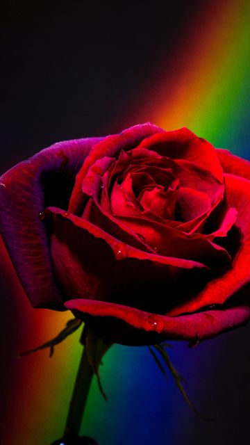Red Rose, Black background, Rainbow, Closeup, Blossom, Colorful, 5K