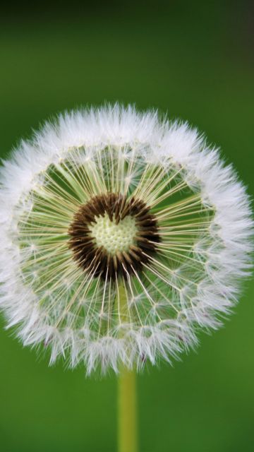 Dandelion flower, Heart, White, Green background, Aesthetic, Closeup, Beautiful, 5K