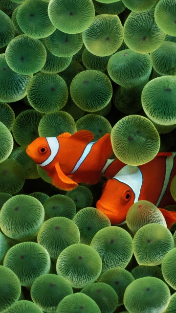 OS X Leopard, Clownfish