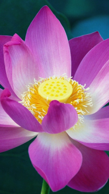 OS X Lion, Lotus flower