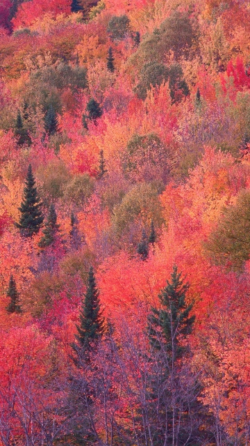 OS X Mountain Lion, Autumn Forest