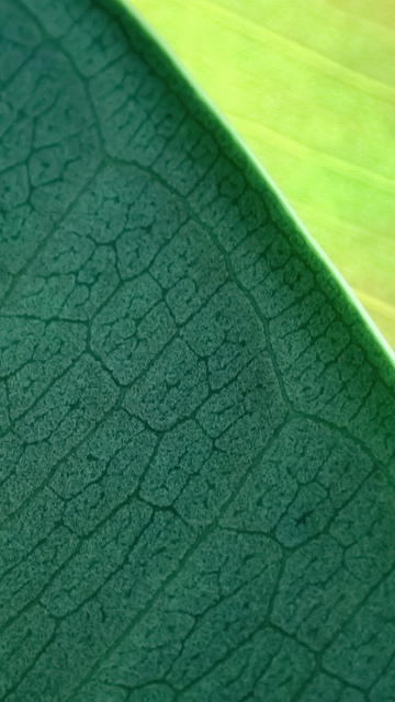 OS X Mountain Lion, Green leaf